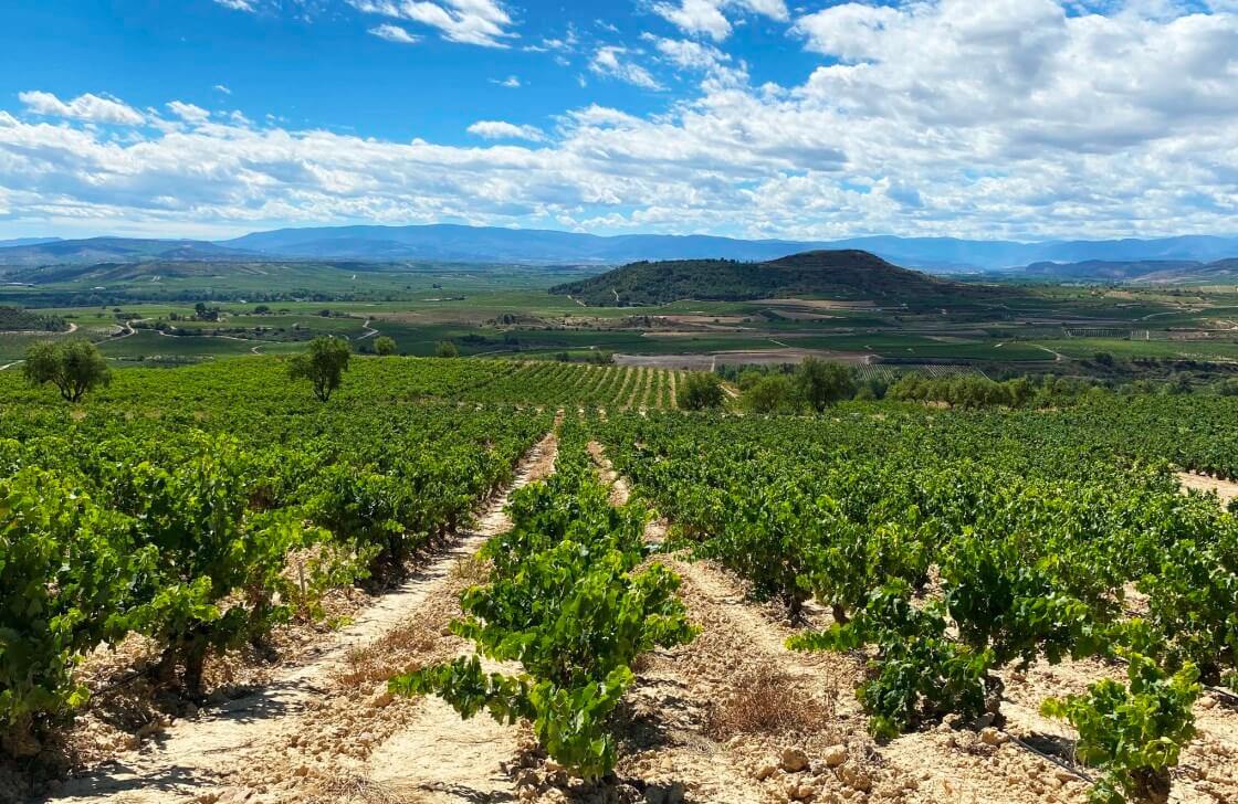 De paseo por los viñedos de Rioja