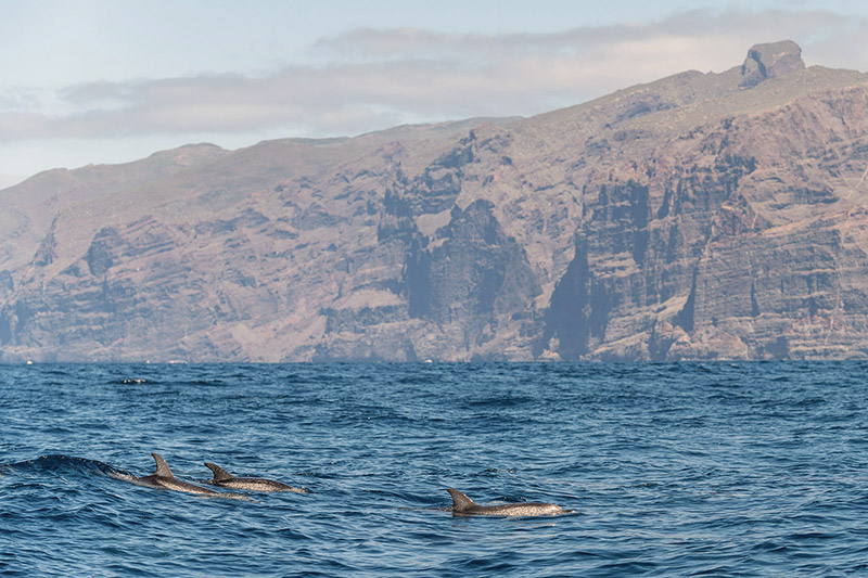 Cetacean watching in Tenerife